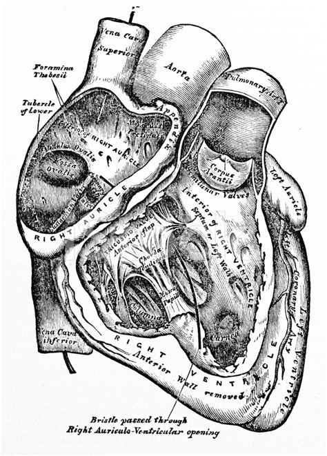 Antique Medical Illustration Human Heart Stock Photo Royalty Free