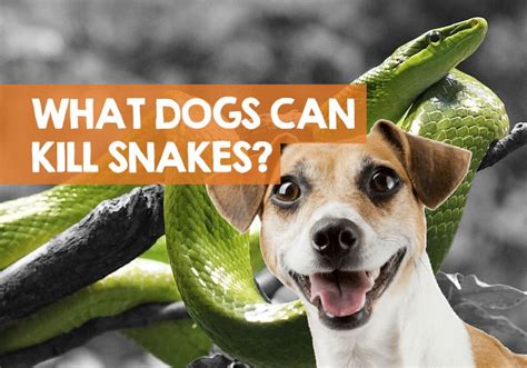 How To Keep Dogs Away From Snakes