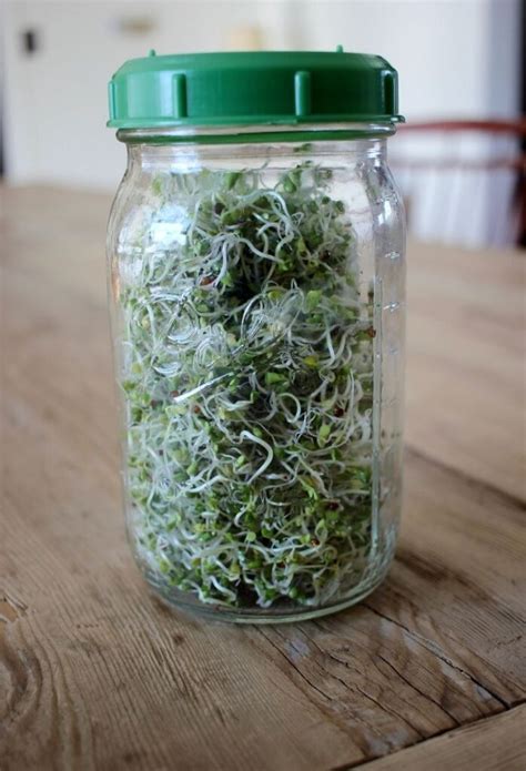 How To Grow Broccoli Sprouts In A Jar 11 1 This House Of Dreams