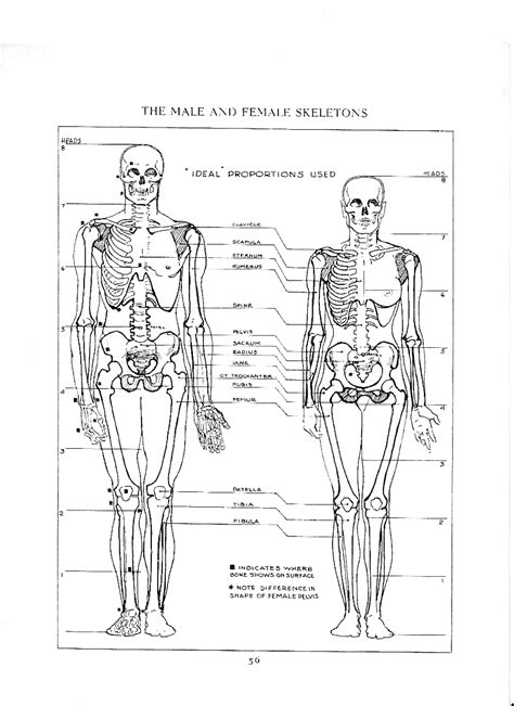 Jump to navigation jump to search. Ref Anatomy | Female skeleton