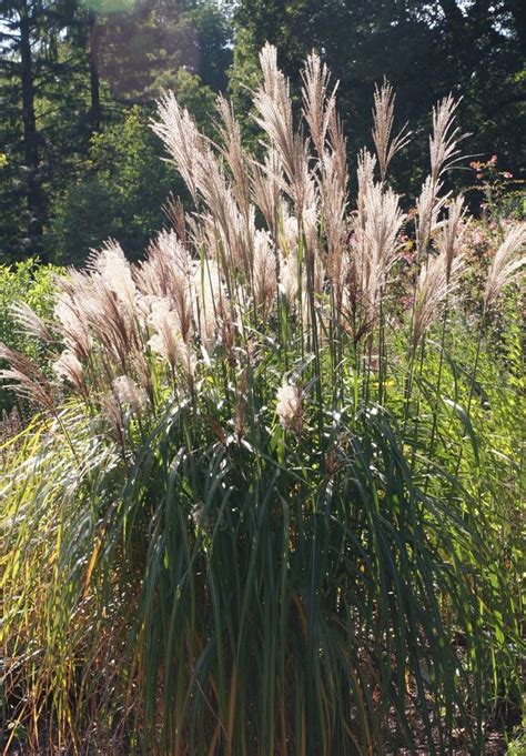 Farn gab es schon in der jurazeit vor ca.180 millionen jahren und hat sich seitdem kaum verändert. Ziergräser für den Garten | Naturgarten, Gräser im garten ...