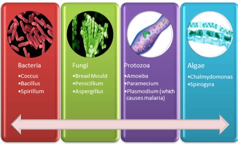 major groups of microorganisms types comparison chart amp significance riset