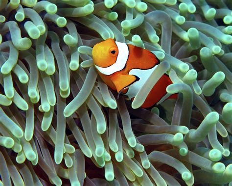 Clownfish In Anemone Indonesia 5 Photograph By Pauline Walsh Jacobson
