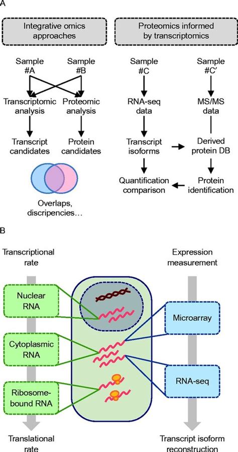 Proteine l'alimentazione con gli integratori di proteine nell'organismo umano ha un'importantissima funzione strutturale e nutrizionale, in quanto sono essenziali gli aminoacidi della proteina che costituiscono i mattoni di cui siamo fatti. Proteine Atlas Rat : The Allen Brain Atlas Toward ...