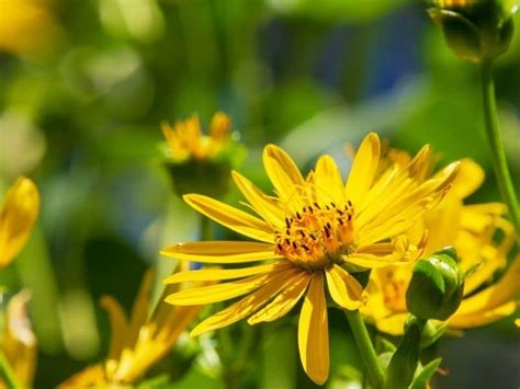 Aster Flower Types How To Plant Grow And Care Florgeous
