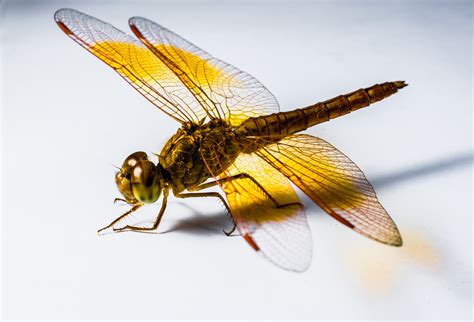 Photo Of Dragonfly Closeup On A White Background