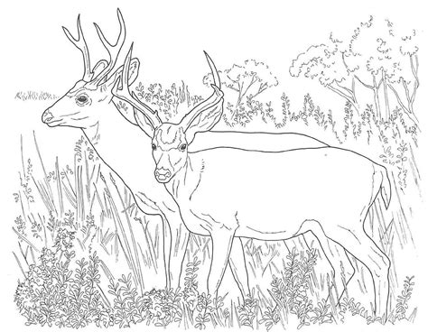 Deer 2632 Animals Free Printable Coloring Pages