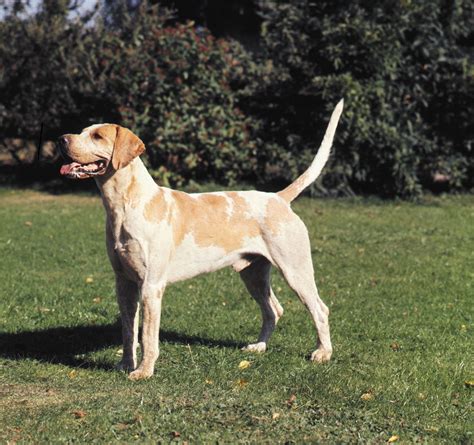 Foxhound Scent Tracking British Hunting Britannica