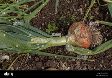 An Onion Allium Cepa Bedfordshire Champion Ready To Harvest Stock