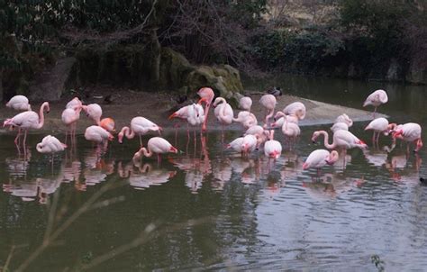 Check spelling or type a new query. Les animaux du Parc de la Tête d'Or préservés du froid