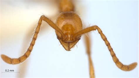 Formicidae Aenictinae Aenictus Camposi