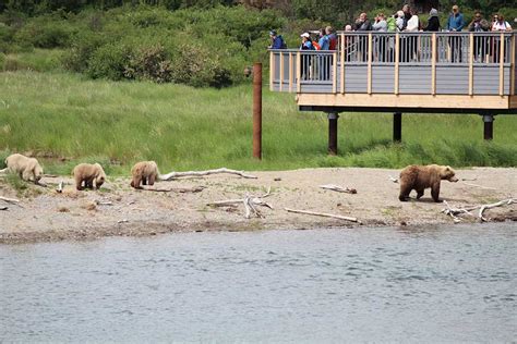 Building A New Bridge Among Thousands Of Bears In Katmai