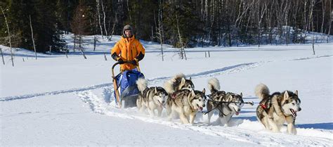 Mes propres chiens auraient pu se trouver parmi eux car je bénéficie régulièrement des services de ce lieu et je me rends. "Canadalaska" : le grand Nord canadien en chiens de traineaux, à cheval et en canoë