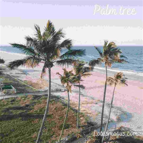 Palm Tree In The Bible Meaning Scriptures Importance