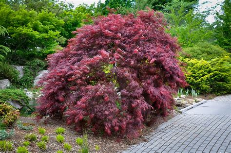 The Complete Japanese Maple Guidethe Tree Center Peaceful Place