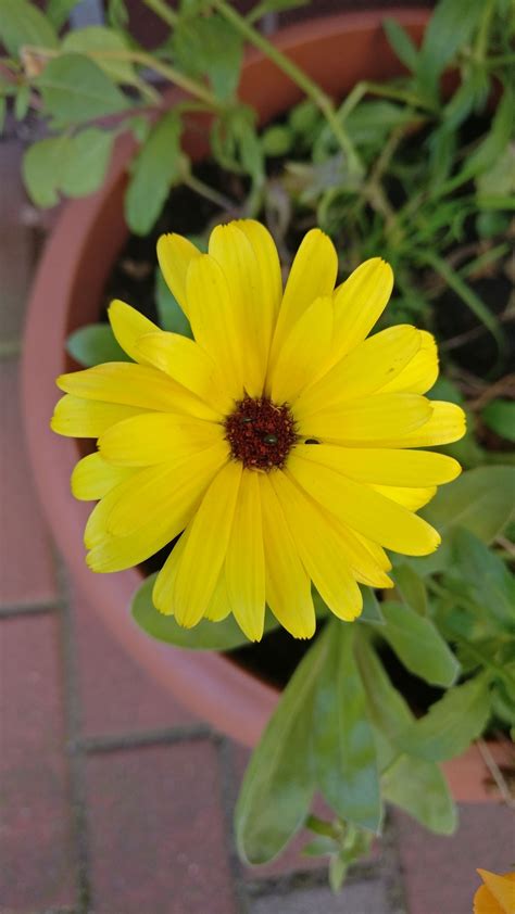 Best Full Sun Flowers For Containers Full Sun Flowers