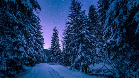 2560x1440 Trees Covered With Snow Freezing Forest Winter 5k 1440p