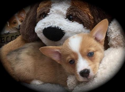 Merle in dogs & puppies for sale. Pembroke Welsh Corgi puppy (Red Merle) for Sale in Miami ...