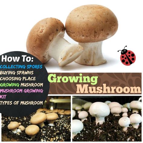 Growing Mushrooms 4 Stages Of Growing Mushroom