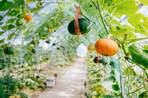 How To Grow Pumpkins Kellogg Garden Organics