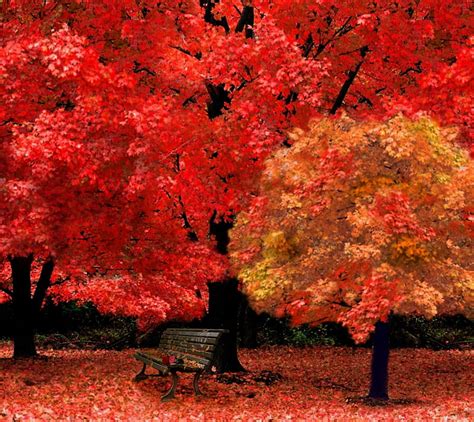 1080p Free Download Park Bench In Autumn Fall Leaves Nature Red