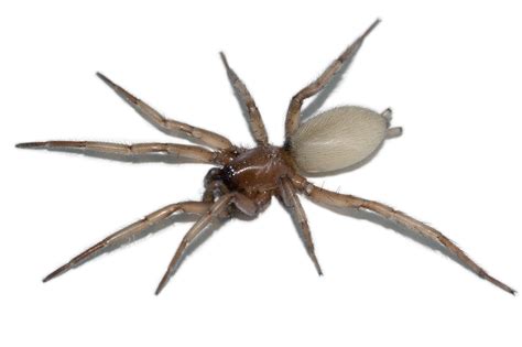 Fileground Spider Gnaphosidae In Spain Wikimedia Commons