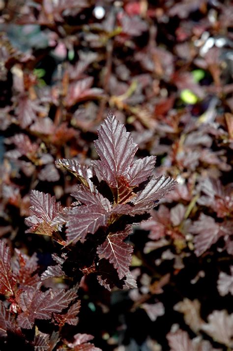 Uncover why hadley garden center is the best company for you. Gumdrop Burgundy Candy Ninebark (Physocarpus opulifolius ...
