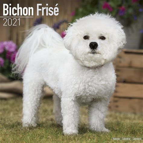 Bichon Frise Dog Breed History And Some Interesting Facts