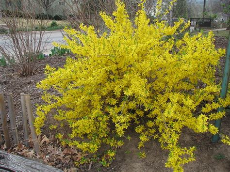 Department of agriculture plant hardiness zones 4. Pruning forsythias