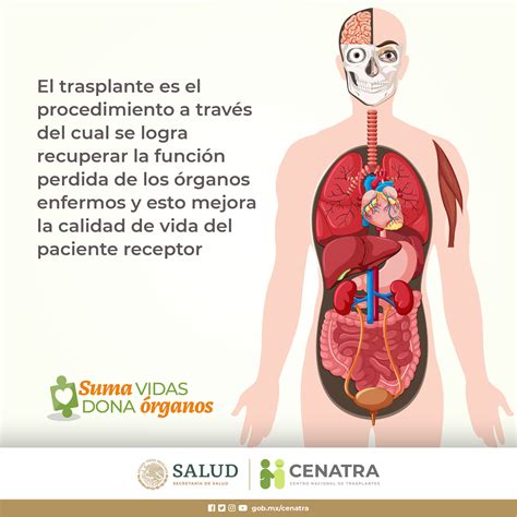 Top Imagenes De Transplantes De Organos Destinomexico Mx