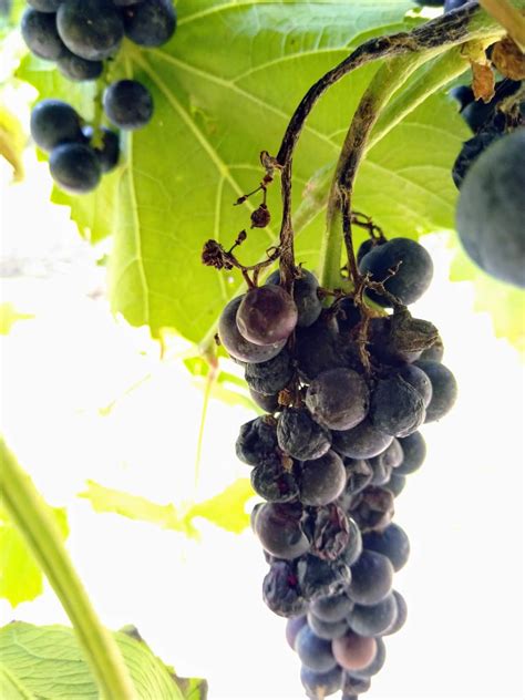 Tracking Down the Causes of Bunch Stem Necrosis in Grapes