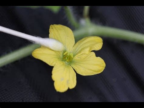 Early in the season, zucchini (and other plants like have you noticed poor fruit set on your zucchini plants? (449) How To Hand Pollinate Watermelon Flowers - YouTube ...