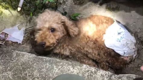 The Happy Ending Of Poor Dog Abandoned In A Ditch By Heartless Owner