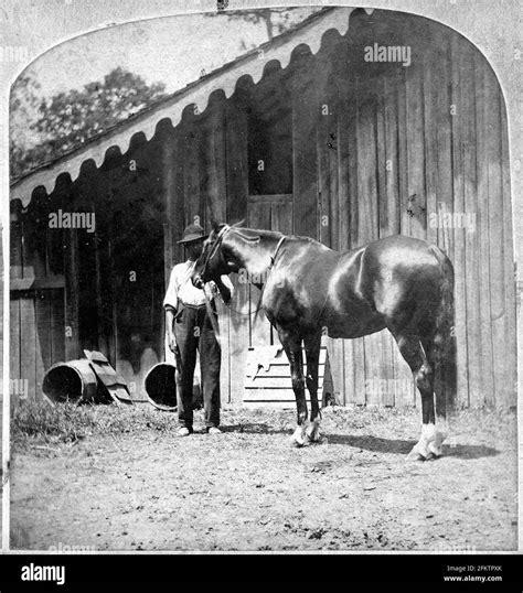 Lexington Race Horse American Stereoscopic Company 1850 1930