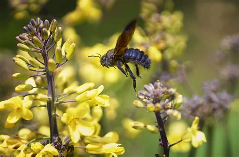 Ultra Rare Blue Bee Rediscovered By Researchers In Florida Aol News
