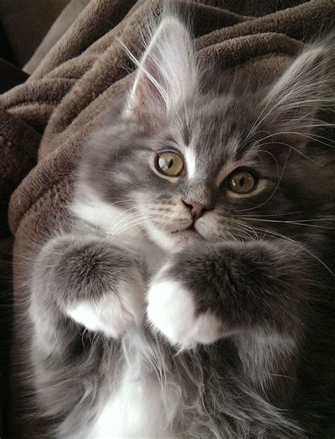 Super Fluffy Maine Coon Kittens Are So Small Its Hard To Believe They