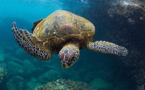Hawaiian Green Turtle Photo © Cultura All Rights Reservedthe
