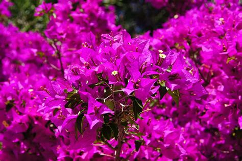 Hd Wallpaper Closeup Photography Of Pink Bougainvilleas Flowers