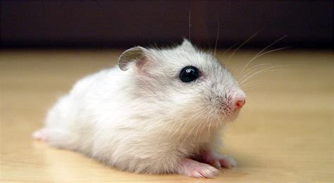 Dwarf Winter White Hamster Colors Pics About Space