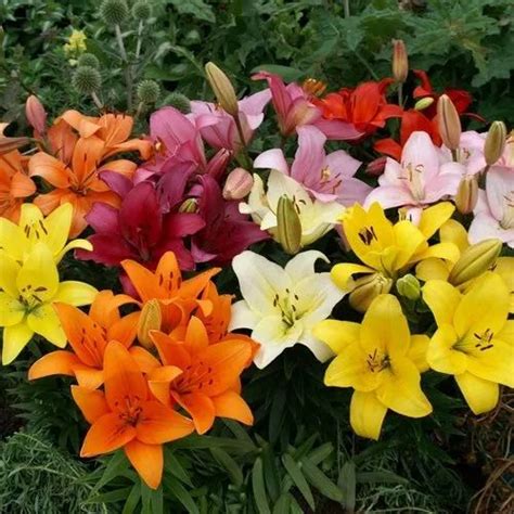 Asiatic Lily Bulbs Wholesale Price And Mandi Rate For Asiatic Lilium Bulb