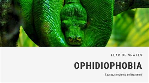Fear Of Snakes Phobia Ophidiophobia Fearof