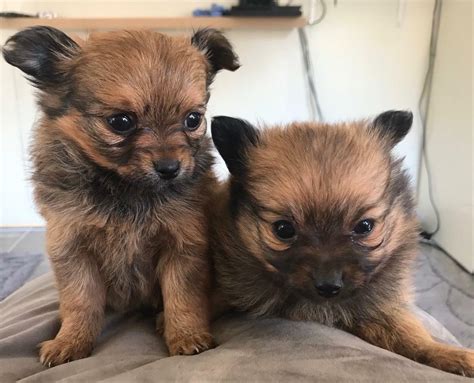 43 Chihuahua Pomeranian Mix Puppies For Sale Photo Bleumoonproductions