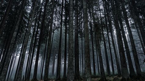 8k Dark Forest Wallpapers Top Những Hình Ảnh Đẹp