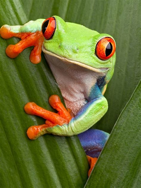 Red Eyed Tree Frog Agalychnis Callidryas Ubicaciondepersonascdmx