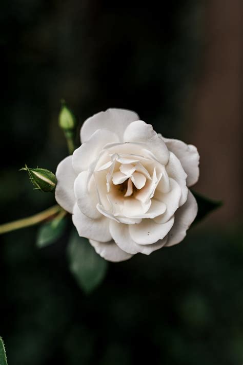 White Flower · Free Stock Photo