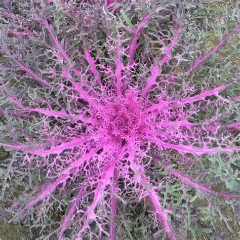 Decorative heart with a bouquet of lavender more stock photos from tamara fesenko's portfolio. Ornamental Cabbage & Kale | Fall Decor | Plants & Flowers ...