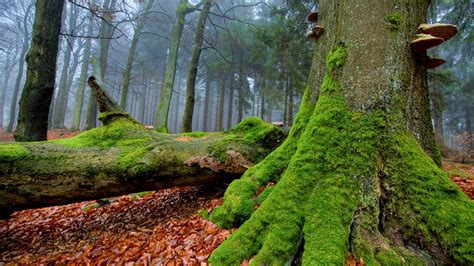 Moss New Awesome Hd Wallpapers 2015 High Quality All