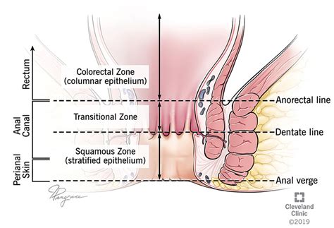 Respiratory Epithelium Hot Sex Picture