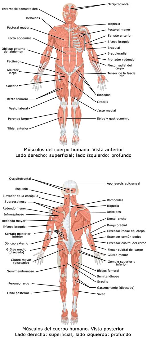 Skeletal muscle groups front and back. Aparato locomotor - Wikipedia, la enciclopedia libre