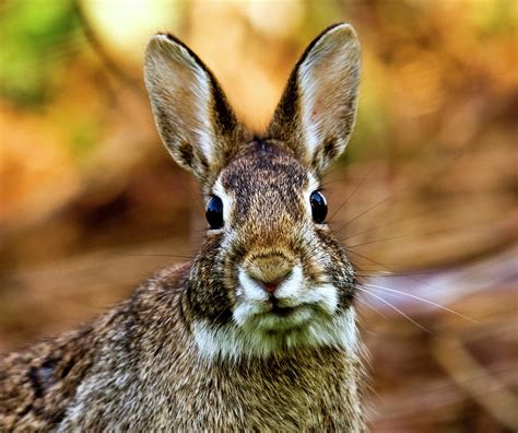 Rabbit Photograph By Hvargasimage Fine Art America